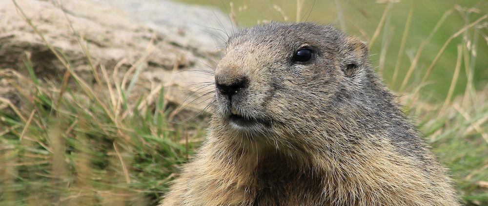 Picture of a marmot