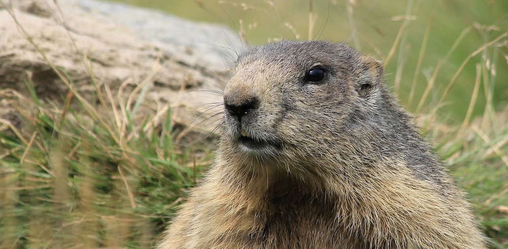 Picture of a marmot