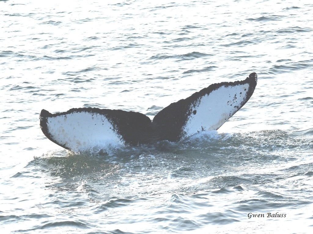 Whale tail photo