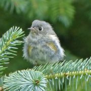 Ruby-crowned Kinglet fledgling