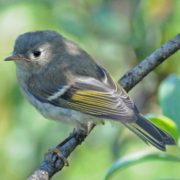 Ruby Crowned Kinglet Juvenile photographed by Robert Armstrong