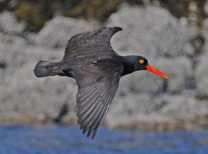 Black-oystercatcher-in-flight by Bob Armstrong
