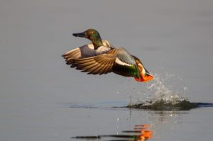 Northern Shoveler_Credit_Ben Knoot_Audubon Photography Awards