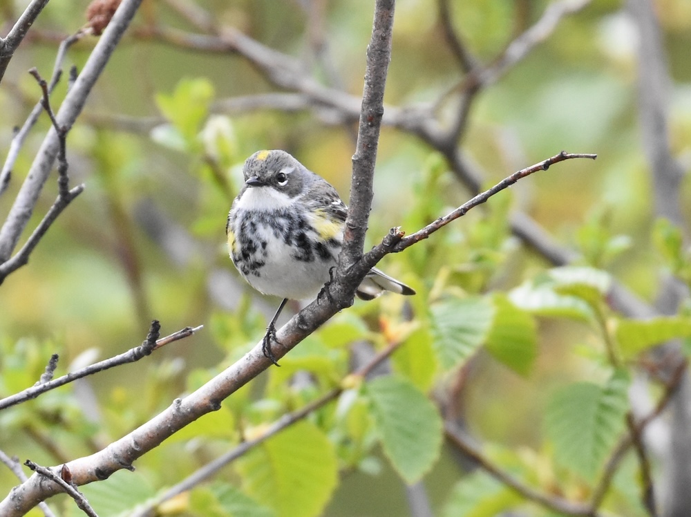 Photo Credit: Gwen Baluss