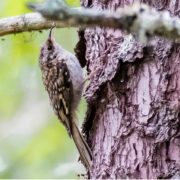 Brown Creeper
