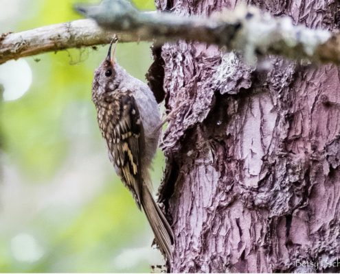 Brown Creeper