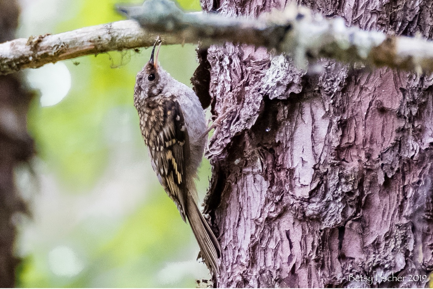 Brown Creeper