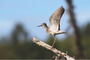 Lesser Yellowleg landing on a branch