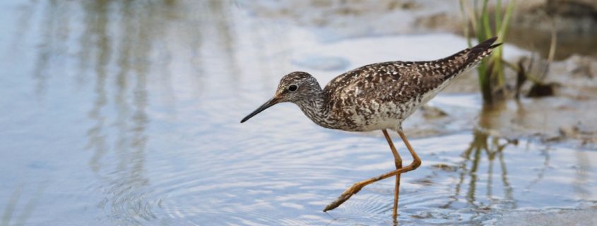 Lesser Yellowleg at waters edge