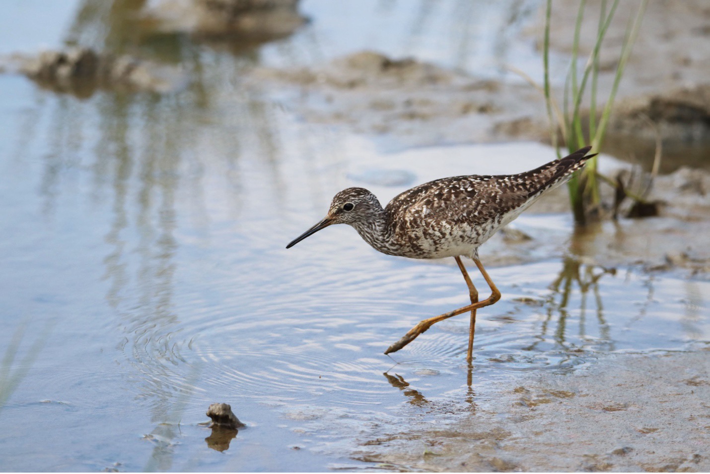 Lesser Yellowleg at waters edge