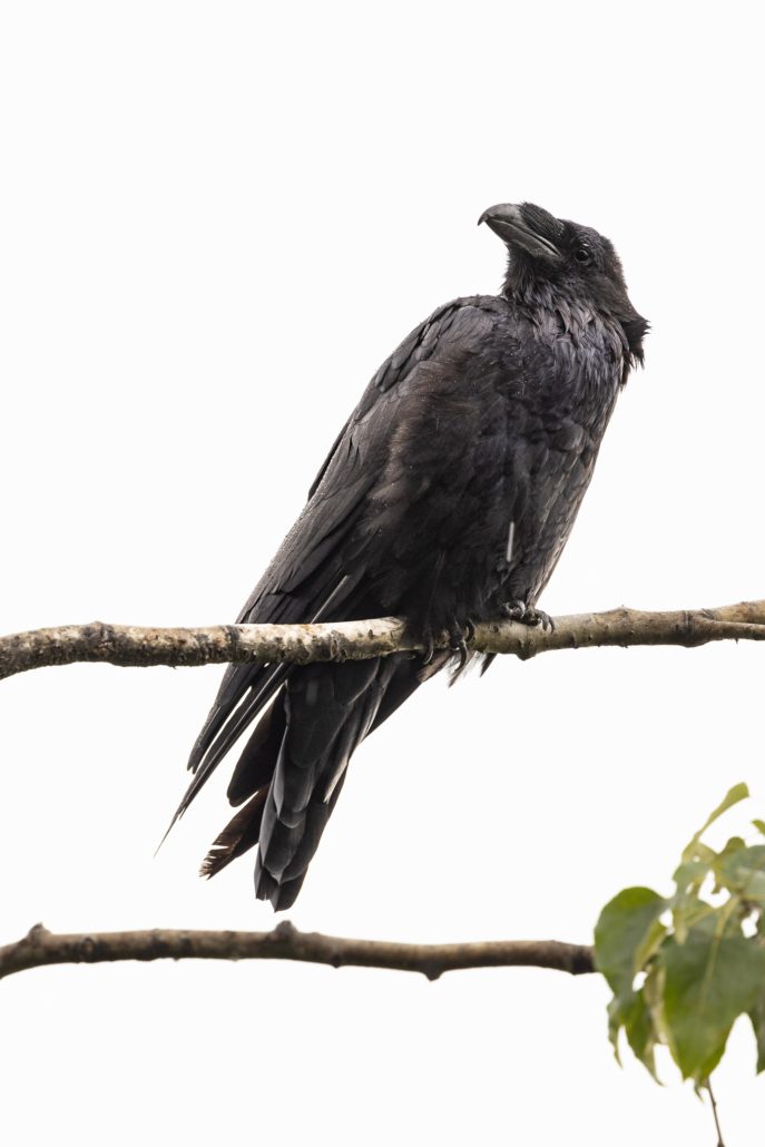 Raven. Credit Kristen Cooney.