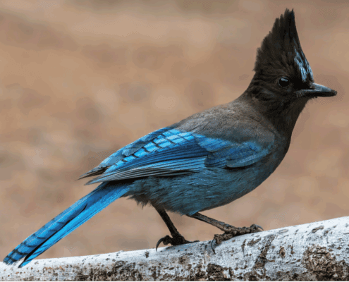 Stellars Jay
