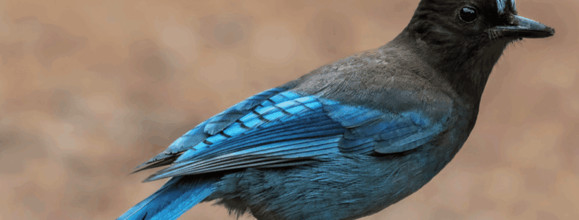 Stellars Jay