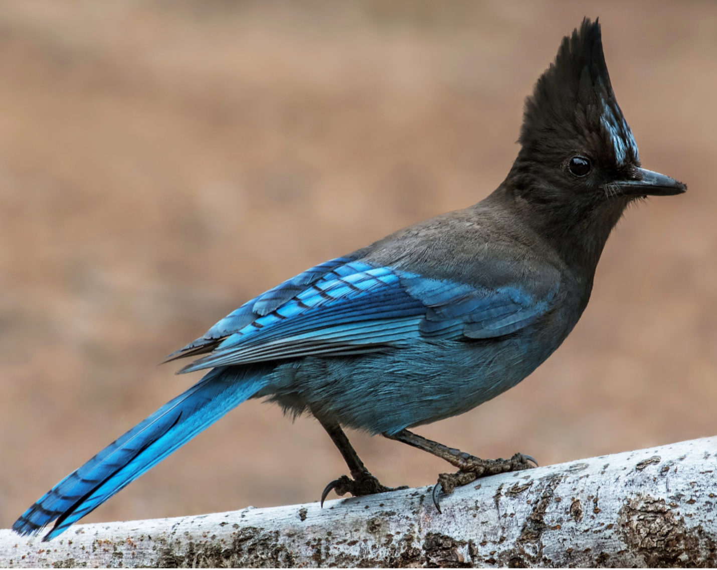 Stellars Jay