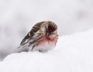 Common Redpoll in Snow by Gwen Baluss