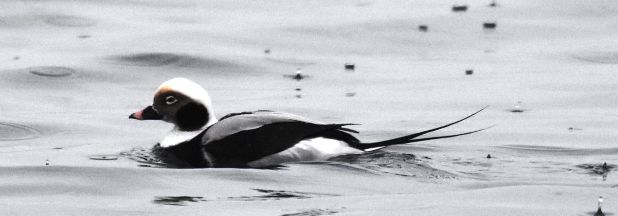 Long-tailed Duck in Auke Bay by Gwen Baluss