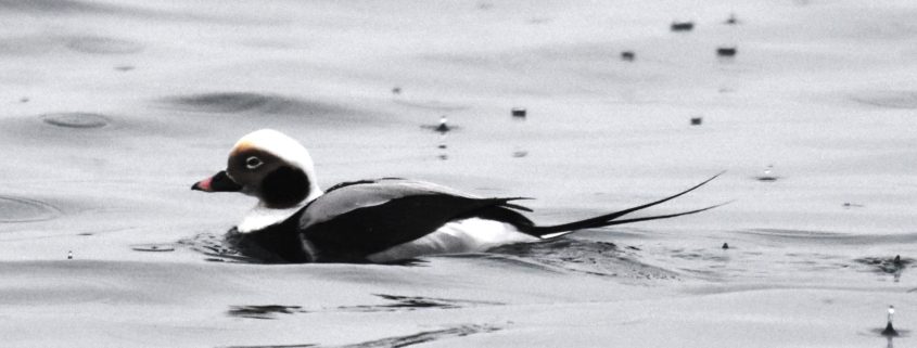 Long-tailed Duck in Auke Bay by Gwen Baluss