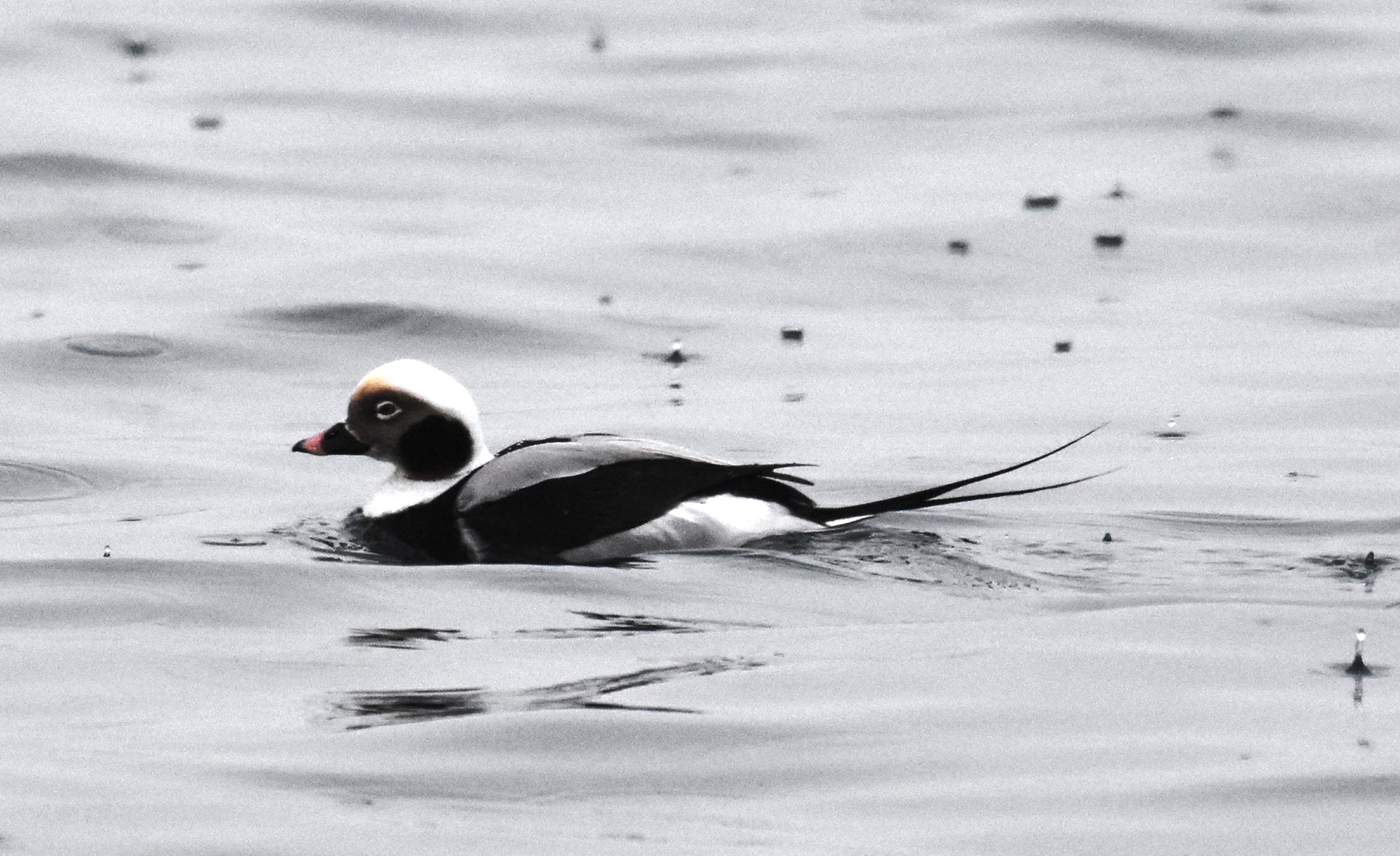 Long-tailed Duck in Auke Bay by Gwen Baluss