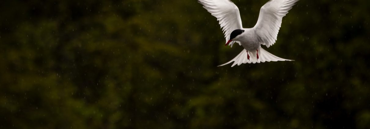 Arctic Tern photo by Kristen Cooney