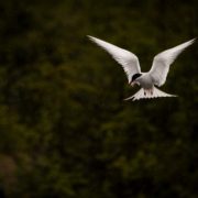 Arctic Tern photo by Kristen Cooney