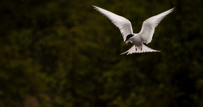 Arctic Tern photo by Kristen Cooney