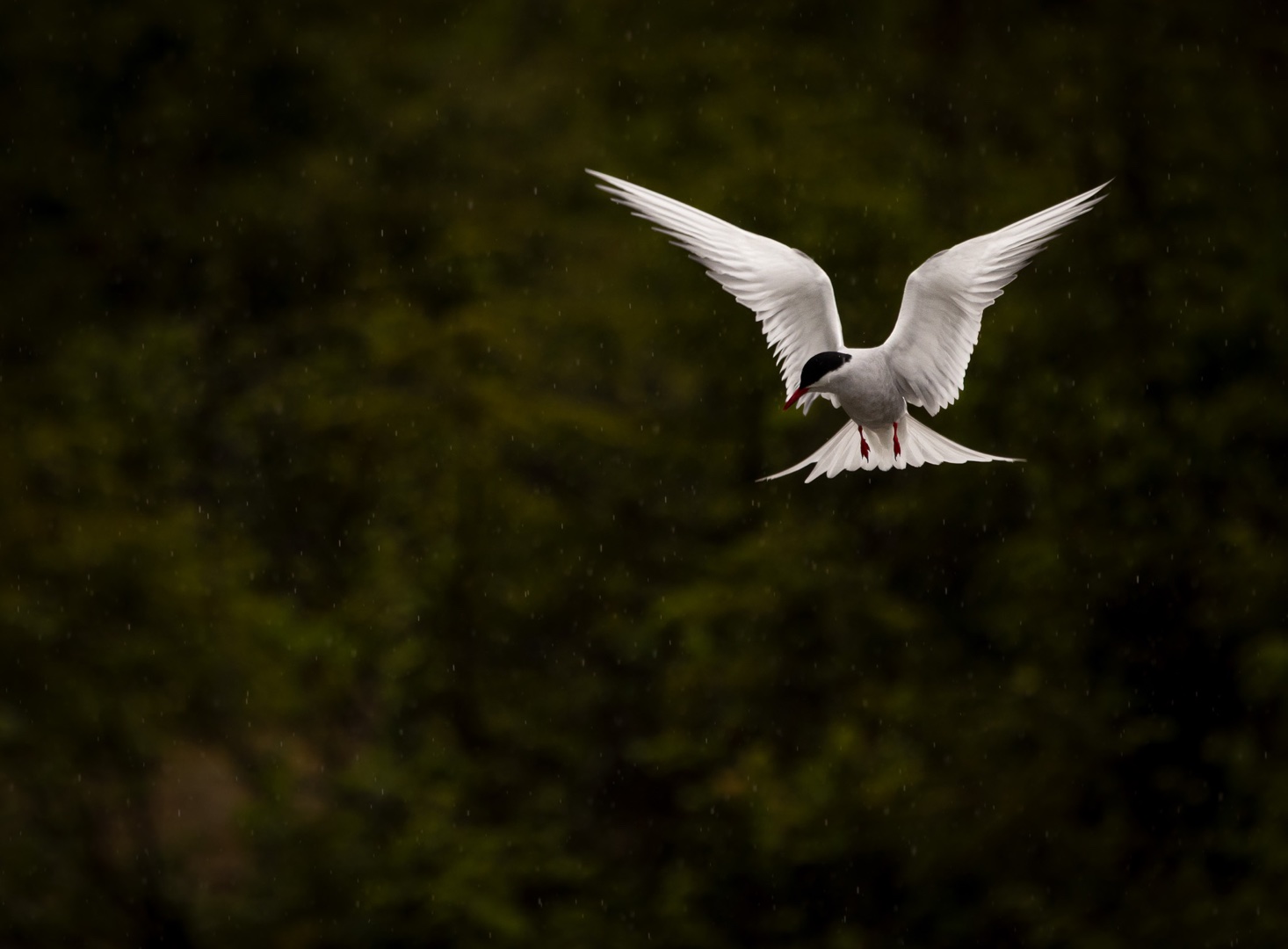 Arctic Tern photo by Kristen Cooney