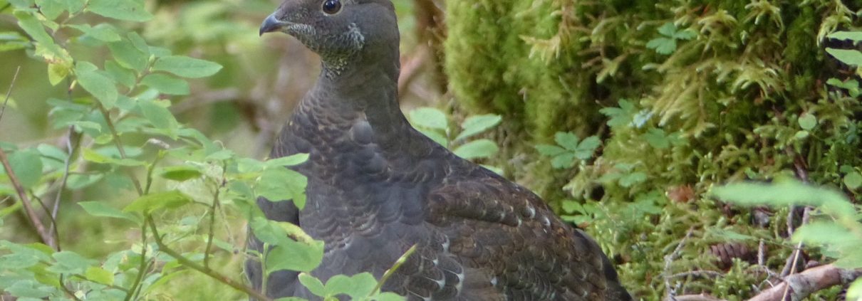 SOGR hen Gwen Baluss watermarked