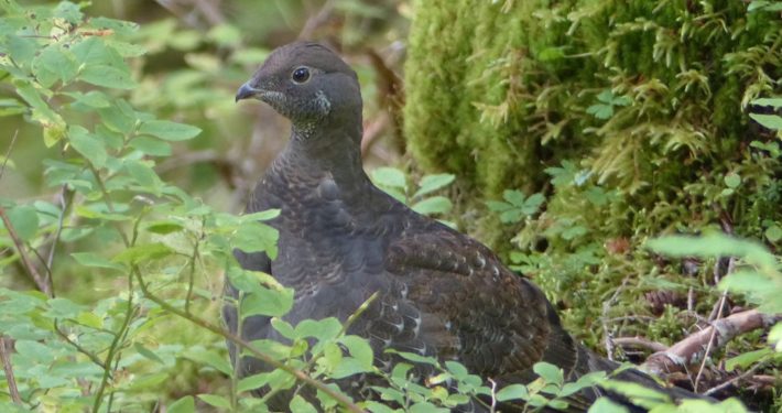 SOGR hen Gwen Baluss watermarked