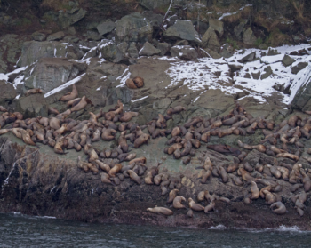 Berners Bay cruises whales & sea lions on Benjamin Island by H. Unruh