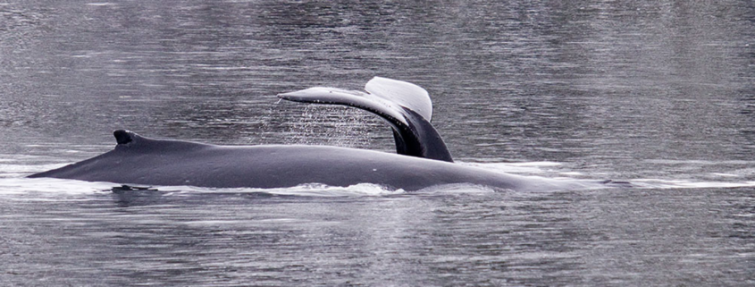 Berners Bay cruises whales & sea lions on Benjamin Island by H. Unruh