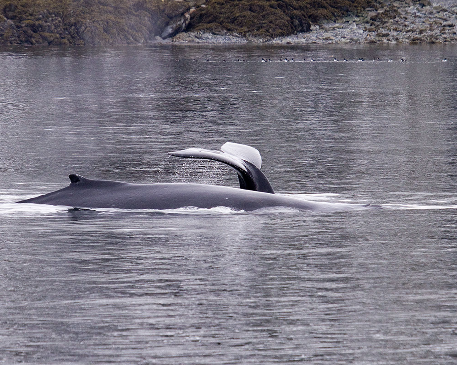 Berners Bay cruises whales & sea lions on Benjamin Island by H. Unruh