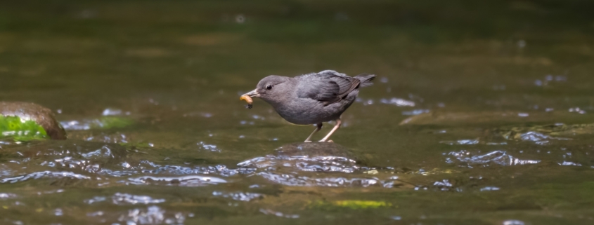 American Dipper with Snack