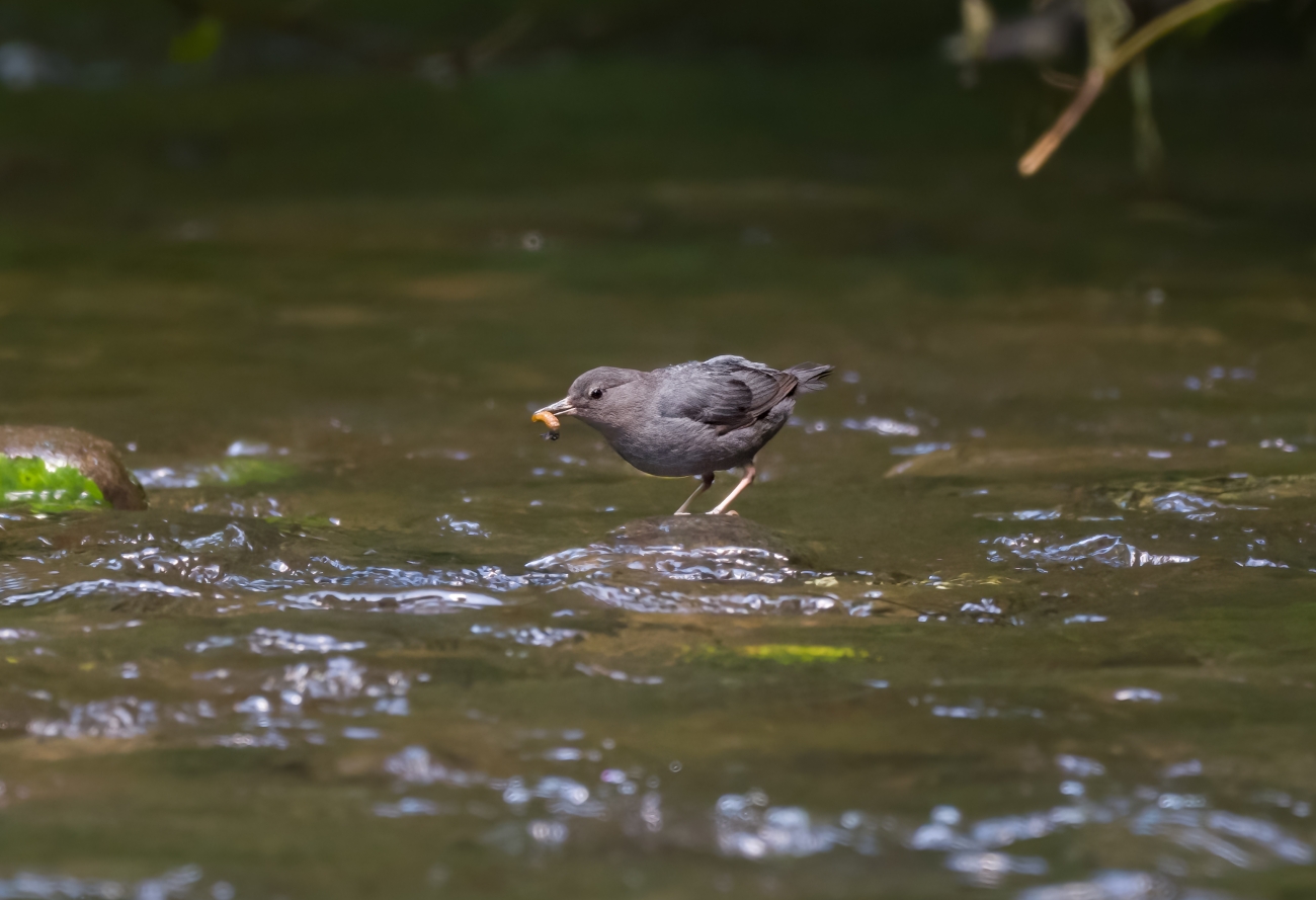 American Dipper with Snack