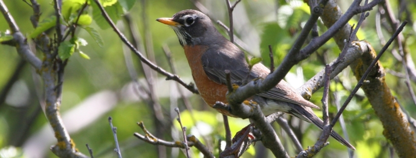 American Robin female, Dewhurst, Donna A./USFWS, Public Domain, https://www.fws.gov/media/american-robin-female