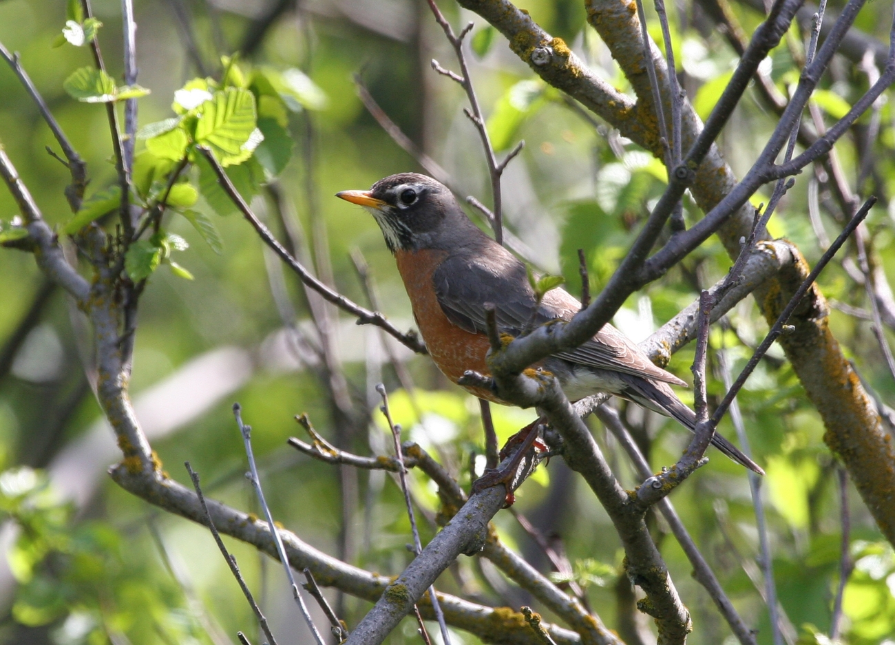 American Robin female, Dewhurst, Donna A./USFWS, Public Domain, https://www.fws.gov/media/american-robin-female