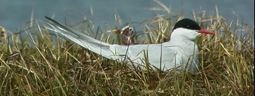 Arctic Tern