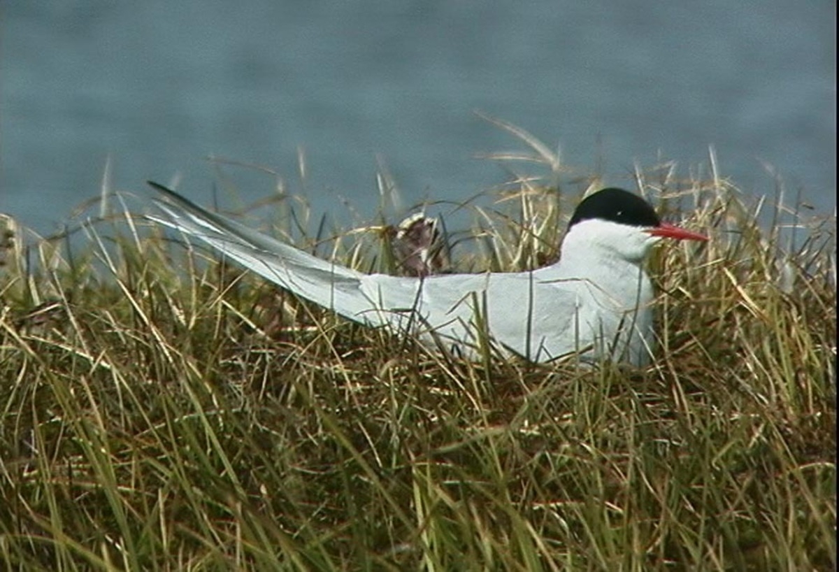 Arctic Tern