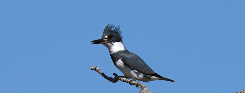 Belted kingfisher, Courtney Celley/USFWS, Public Domain, https://www.fws.gov/media/belted-kingfisher-6