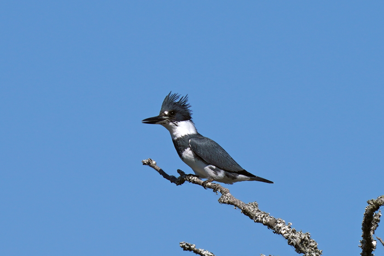 Belted kingfisher, Courtney Celley/USFWS, Public Domain, https://www.fws.gov/media/belted-kingfisher-6