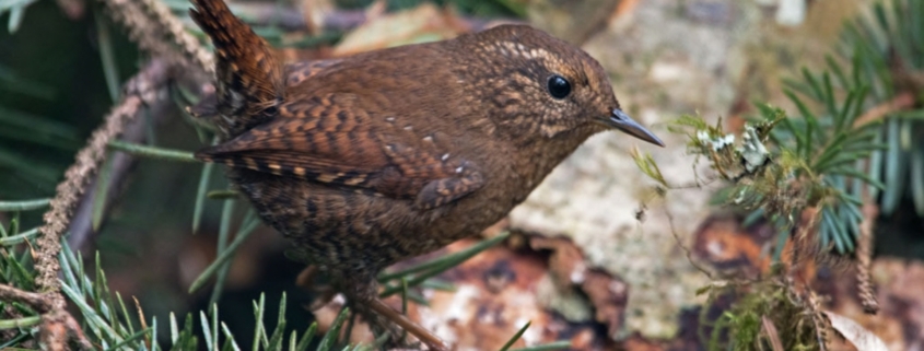 Pacific Wren, Pearsall, Peter/USFWS, Public Domain, https://www.fws.gov/media/pacific-wren-0