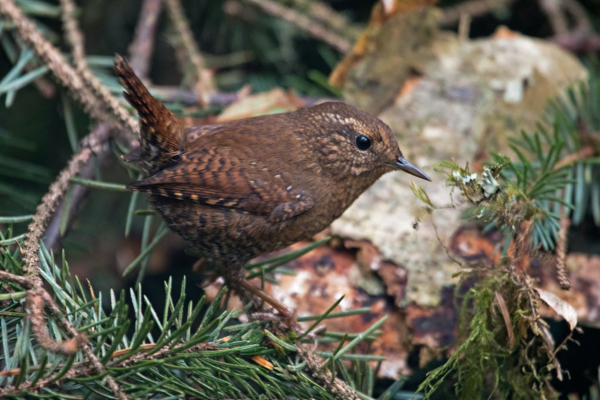 Pacific Wren, Pearsall, Peter/USFWS, Public Domain, https://www.fws.gov/media/pacific-wren-0