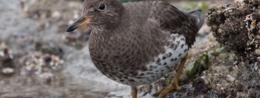 Surfbird