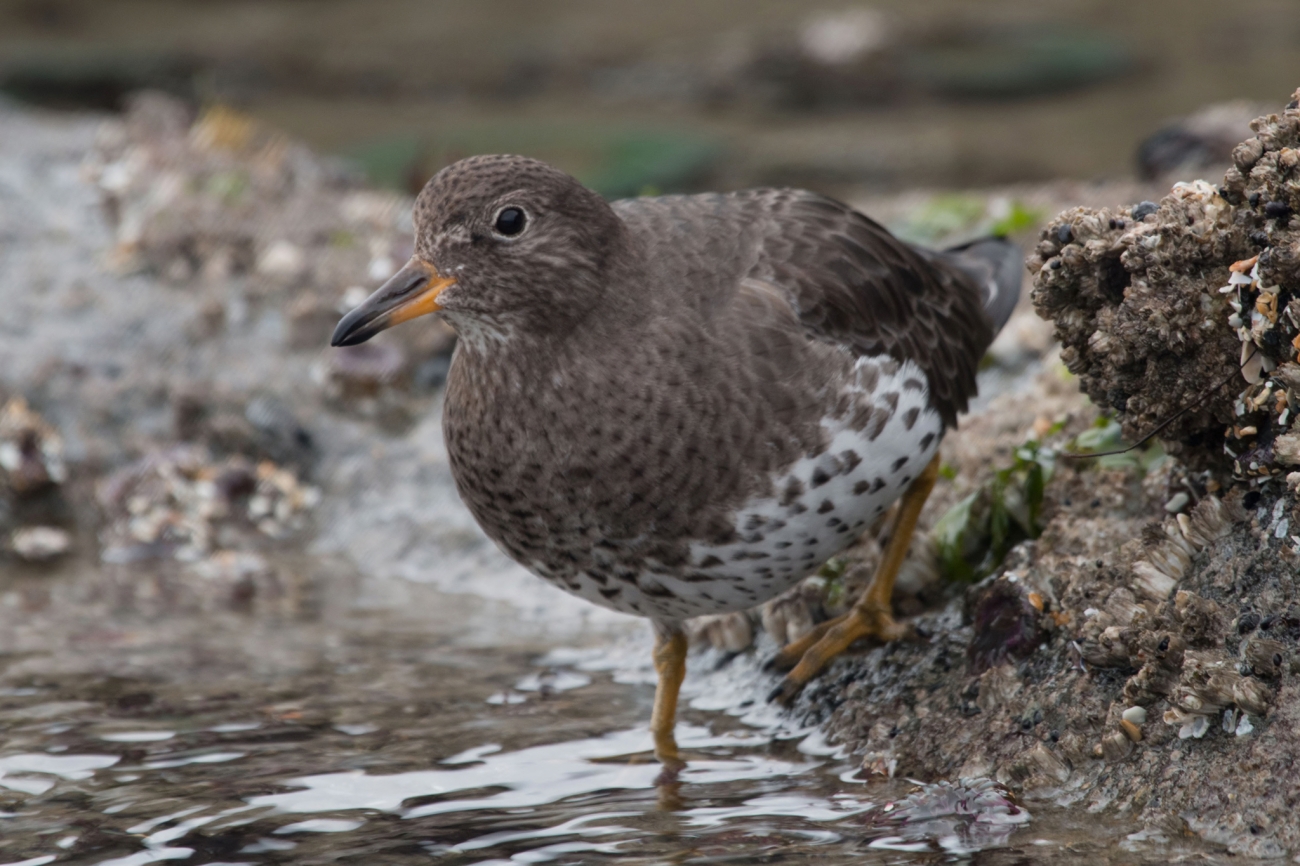 Surfbird