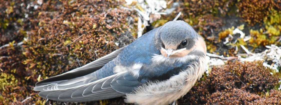 Juvenile Barn Swallow, Mendenhall Glacier, Juneau Alaska