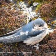 Juvenile Barn Swallow, Mendenhall Glacier, Juneau Alaska