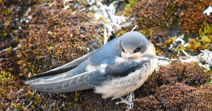 Juvenile Barn Swallow, Mendenhall Glacier, Juneau Alaska