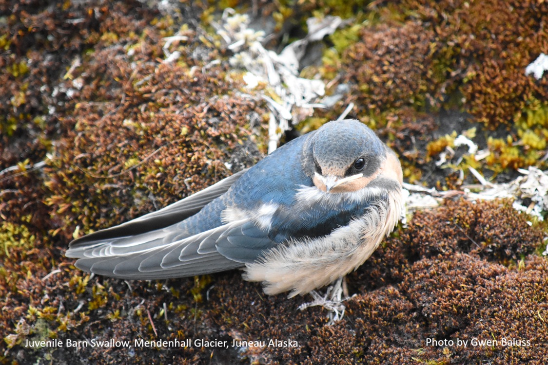Juvenile Barn Swallow, Mendenhall Glacier, Juneau Alaska